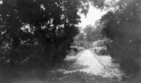 A view down a long, straight garden path from within trees.