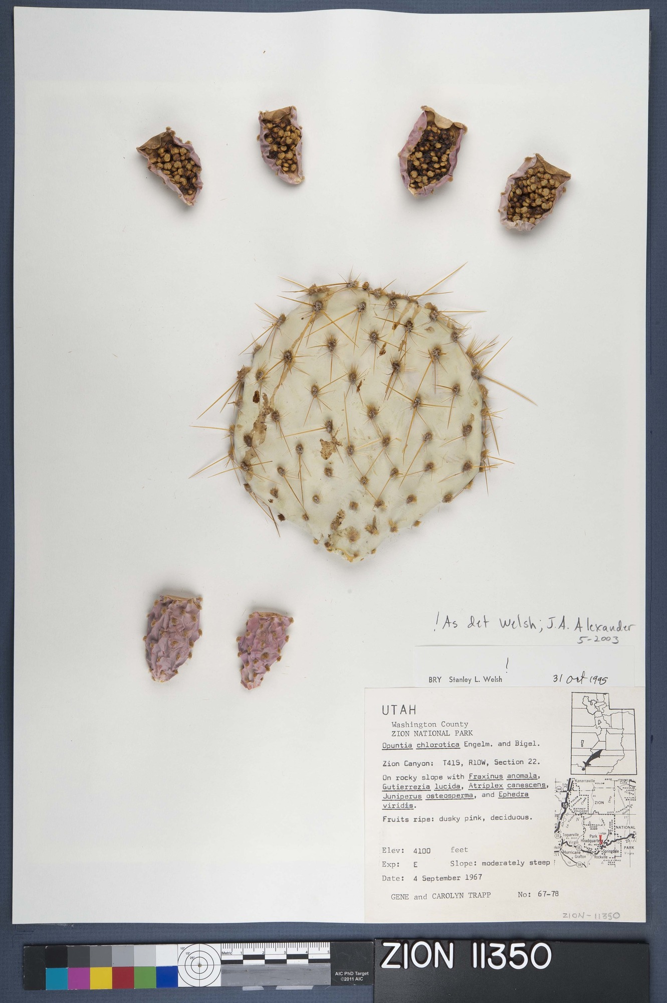 Herbarium Specimen Sheet 11350