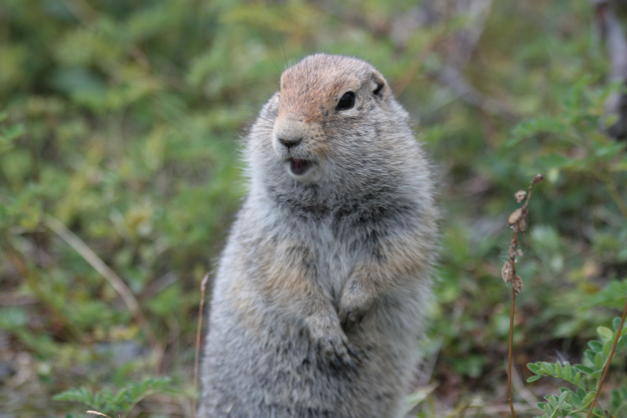 A ground squirrel with fur fluffed out