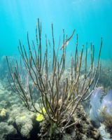 A long, branching, plant-like sea whip, reaches toward the ocean surface while a squid mimics in posture, with its tentacles pointing upward at a similar angle.