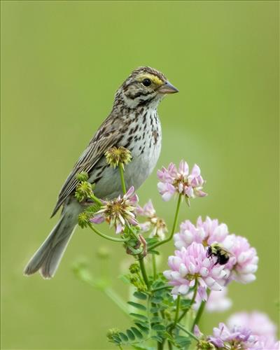 Savannah and white-throated sparrows in Cuyahoga Valley National Park
