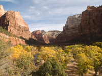 Bright yellow trees fill the canyon floor with steep walls in the background. 