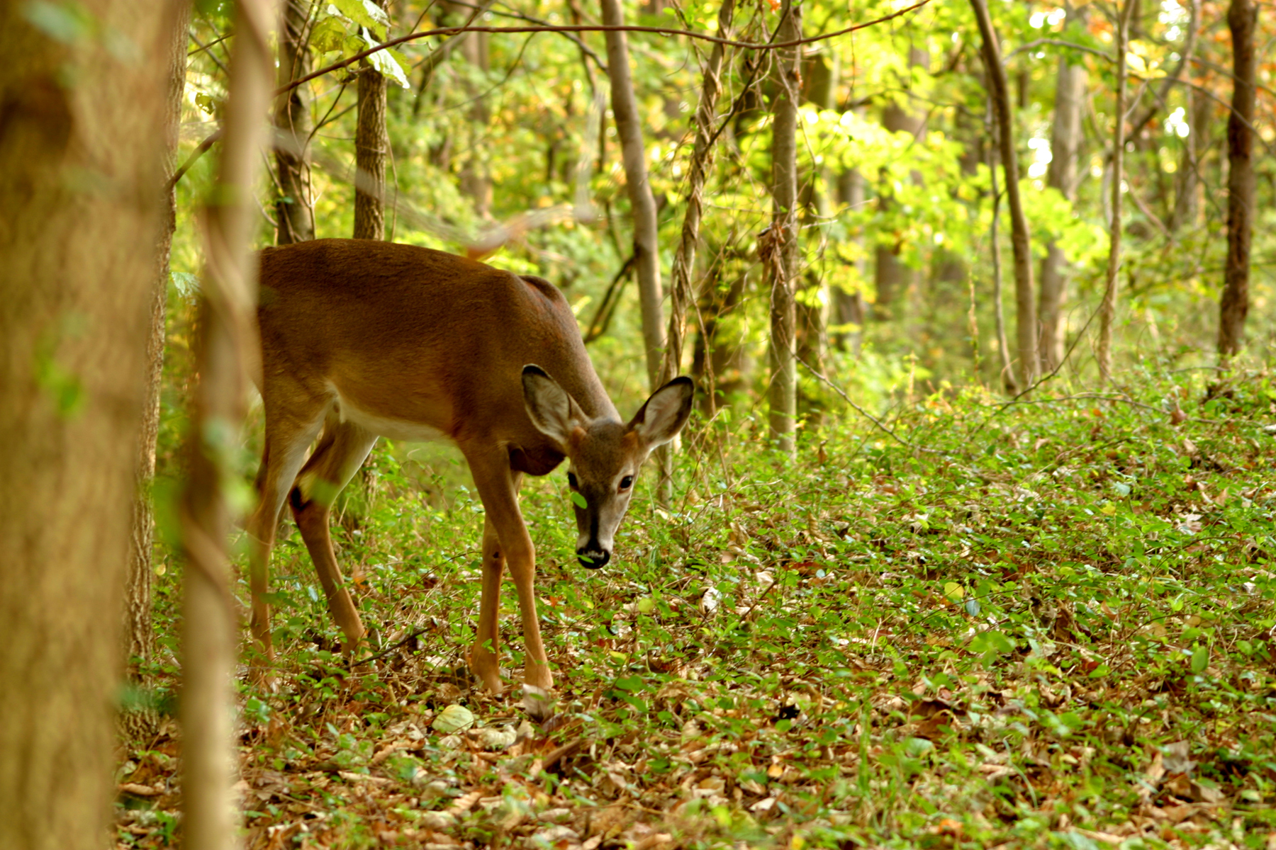 A deer with head held low to the ground walks among small trees and groundcover in a forest. 