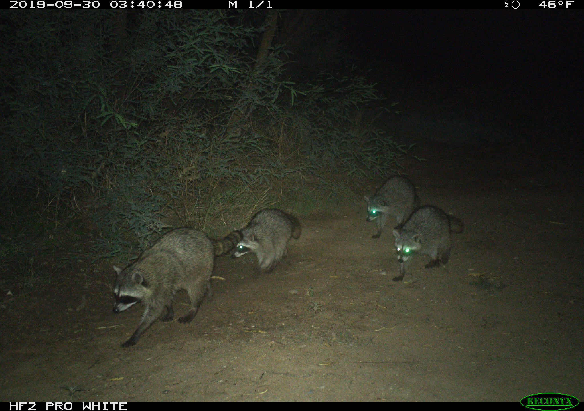 trail camera image of an adult raccoon with three young ones walking on a trail at night