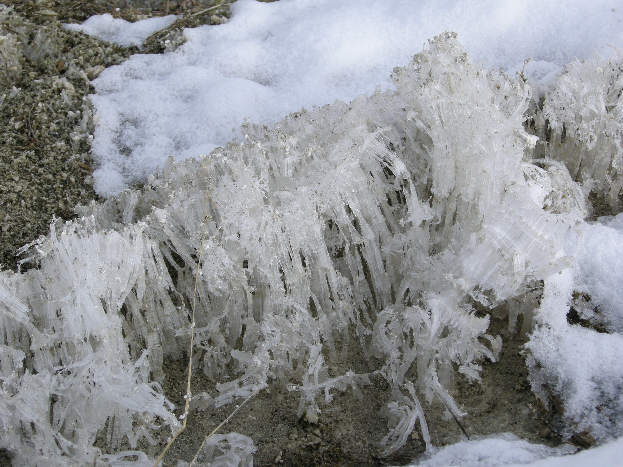 Long strands of ice push up from the ground
