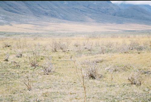 2 Gates of the Arctic National Park and Preserve Itkillik Birds June 2006