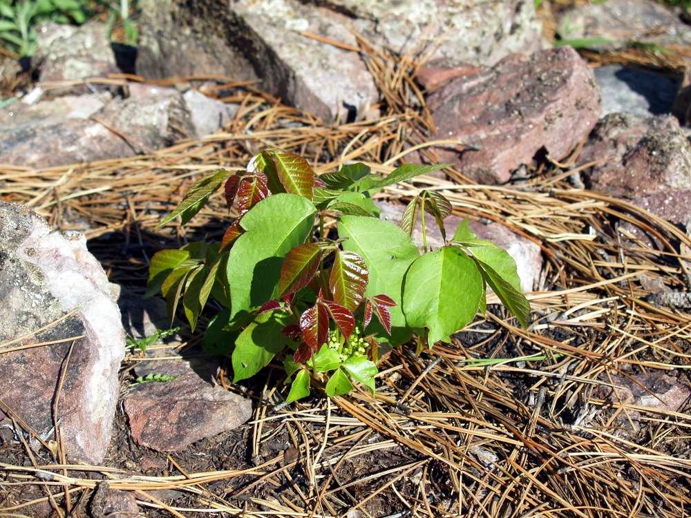 Poison Ivy, Poison Oak, Toxicodendron rydbergii, Rhus radicans, T. radicans