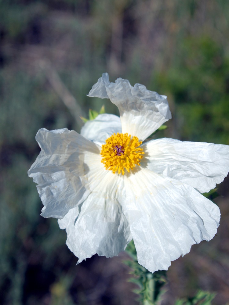 Bluestem Pricklypoppy, Crested Pricklypoppy, Intermediate Pricklypoppy, Annual Pricklypoppy, Argemone polyanthemos