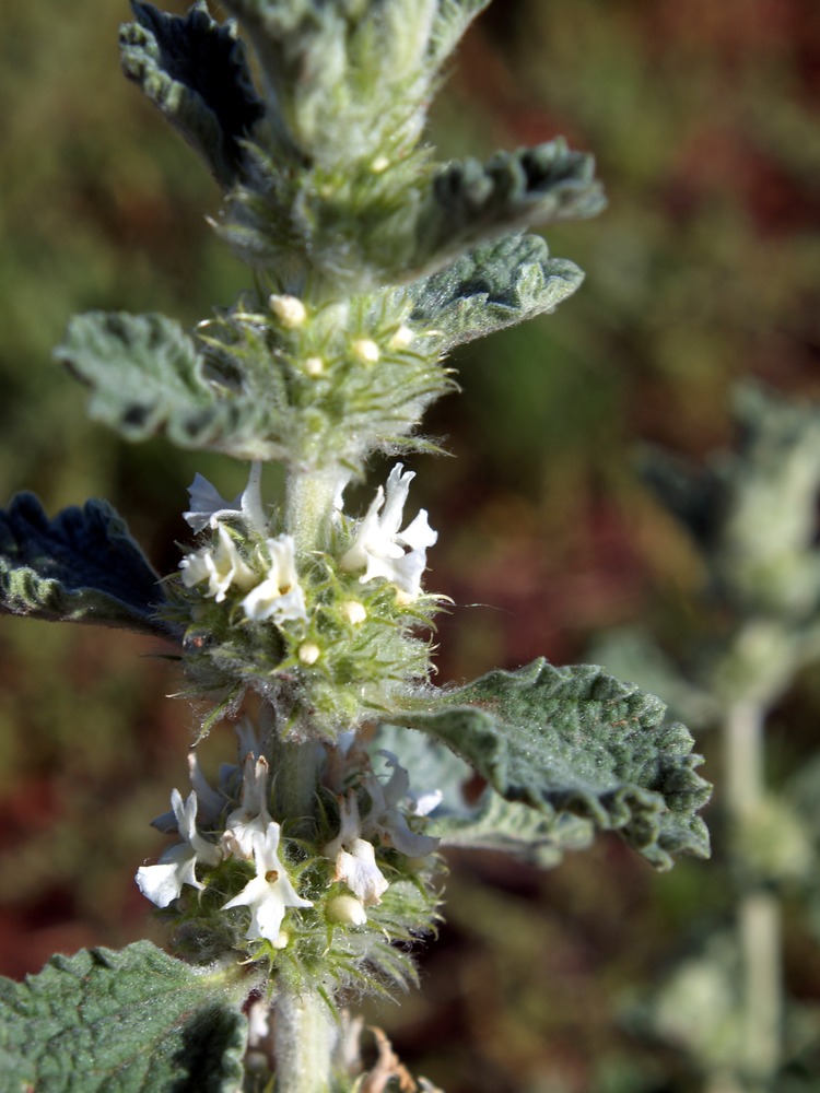 Catnip, Catmint, Nepeta cataria