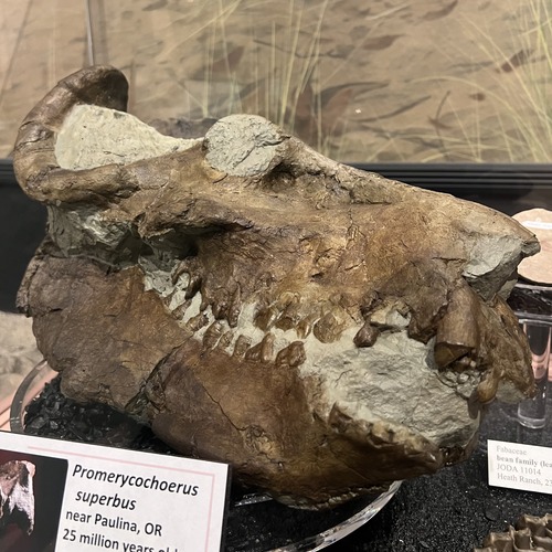 oreodont replica skull 