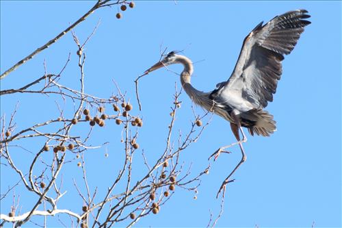 Great blue heron in Cuyahoga Valley National Park