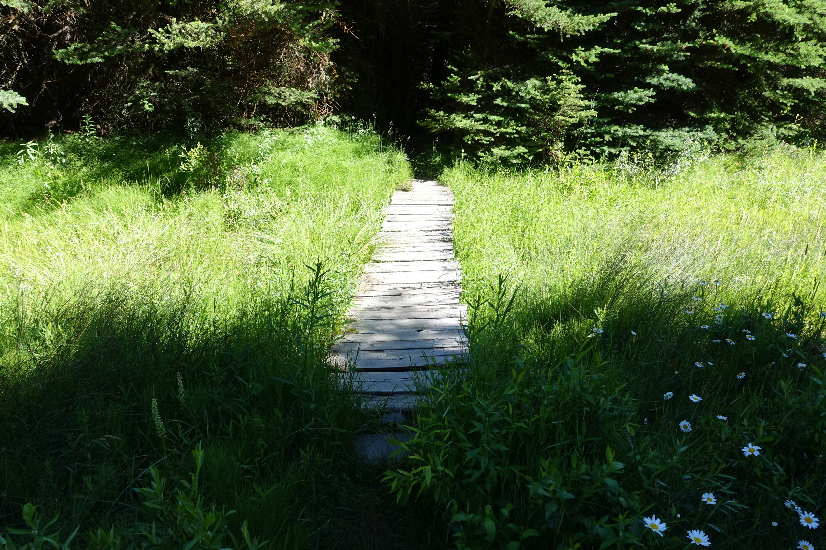 A wooden-planked walkway bisects a lush, verdant carpet of meadow at the edge of a dense wood. Wildflowers dot the grasses in the shadowed foreground.