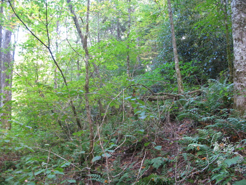 GRSM Accuracy Assessment. Plot Code: GRSM_AA_0219_4