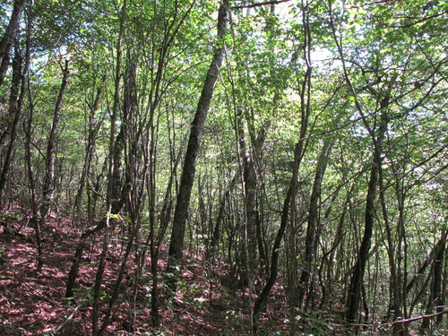 GRSM Accuracy Assessment. Plot Code: GRSM_AA_0893_3