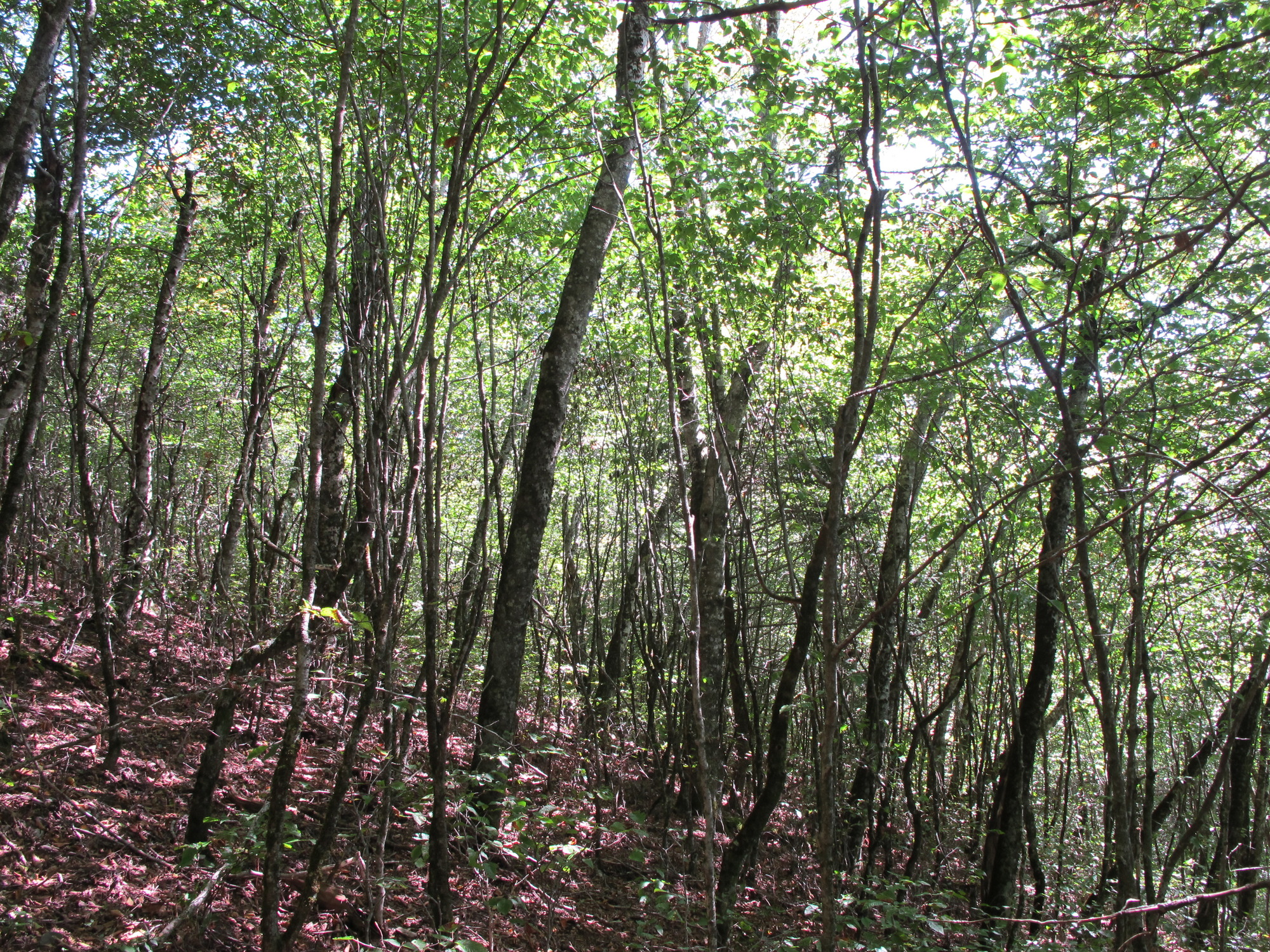 GRSM Accuracy Assessment. Plot Code: GRSM_AA_0893_3