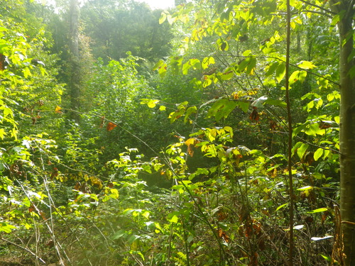 GRSM Accuracy Assessment. Plot Code: GRSM_AA_0651_6