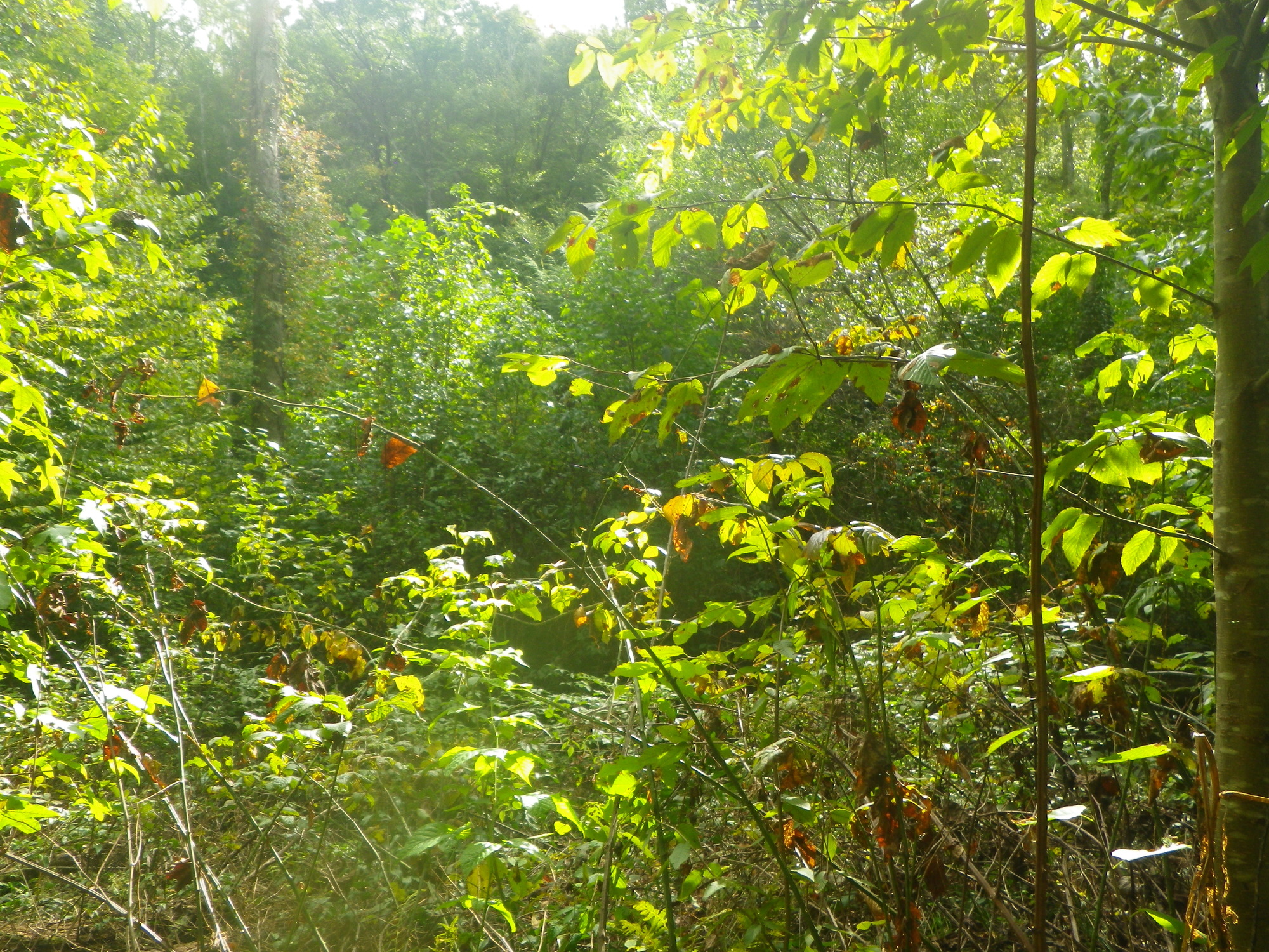 GRSM Accuracy Assessment. Plot Code: GRSM_AA_0651_6