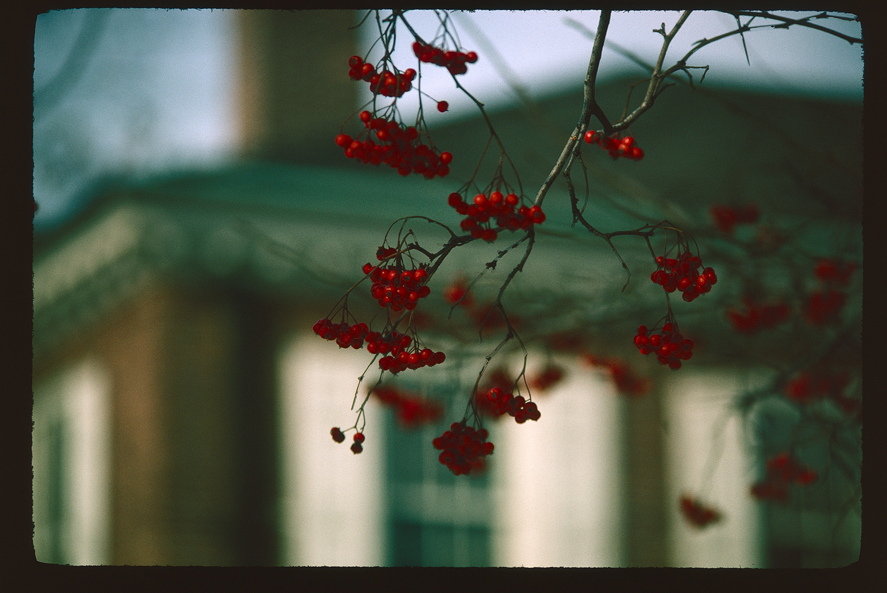 Looking up northwest near Hudson's Alley at hawthorn berries. New Hall visible in background.