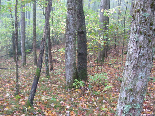 GRSM Accuracy Assessment. Plot Code: GRSM_AA_0341_4