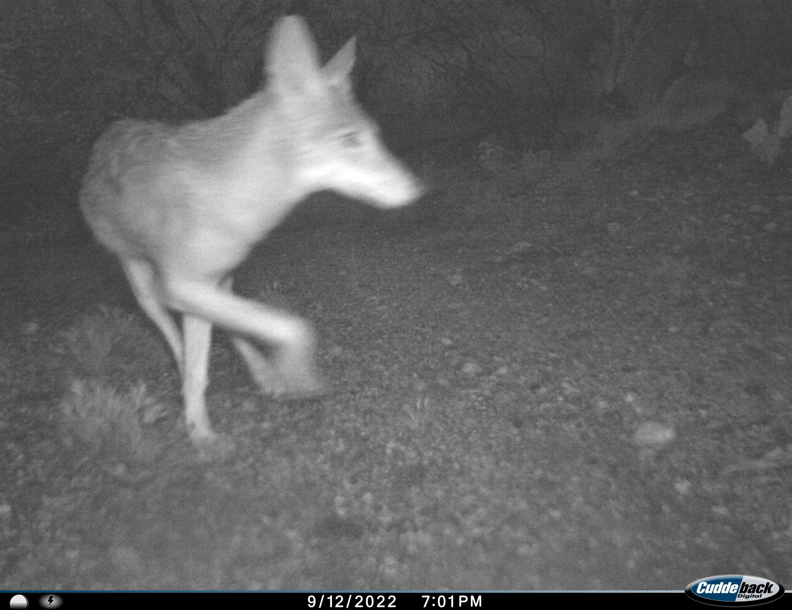 A coyote pivots in front of the camera.