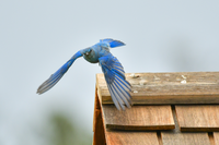 a mountain bluebird takes flight from a wooden roof