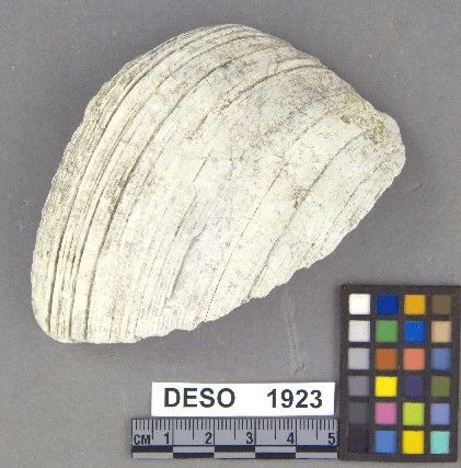 DESO    1923 -- Chopper