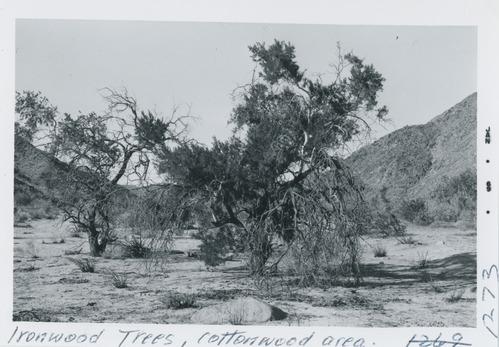 Black and white image of Ironwood Trees