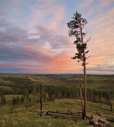 Sunset with lone pine tree in front