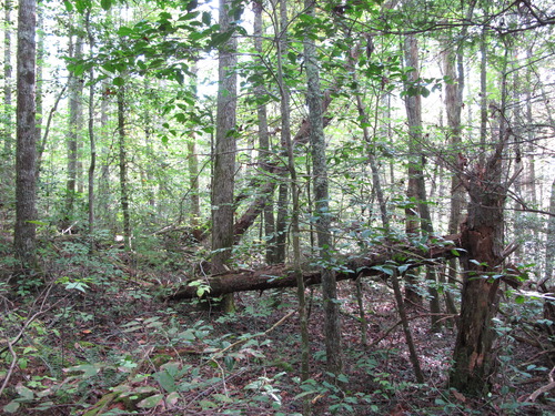 GRSM Accuracy Assessment. Plot Code: GRSM_AA_0374_3