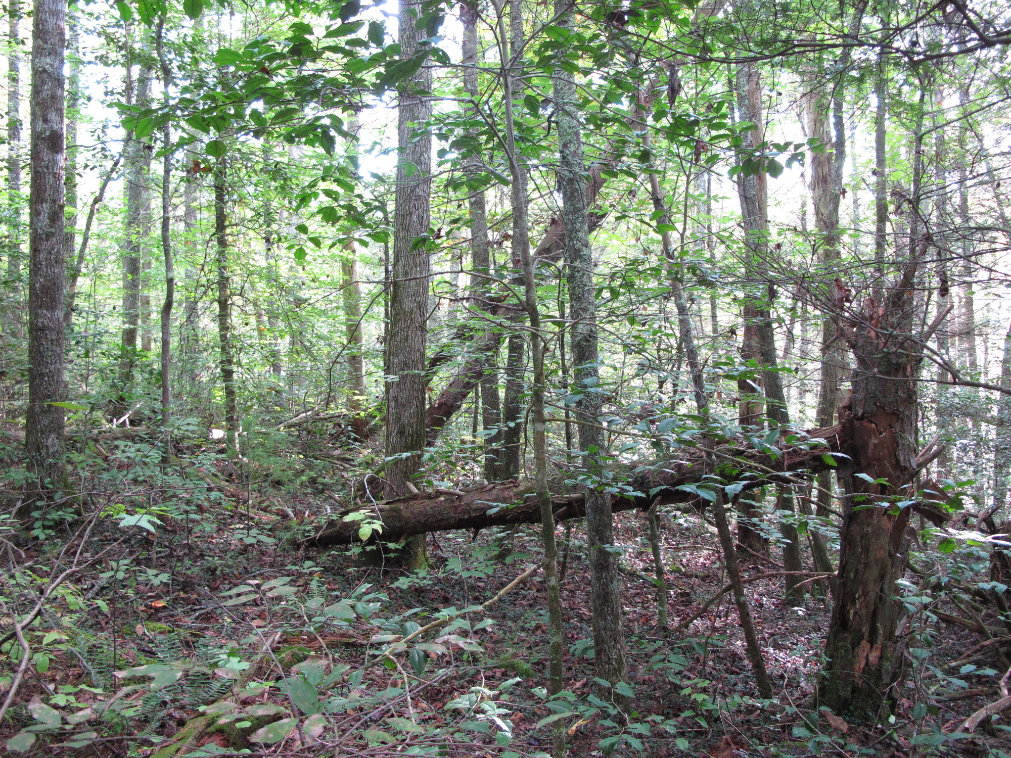 GRSM Accuracy Assessment. Plot Code: GRSM_AA_0374_3