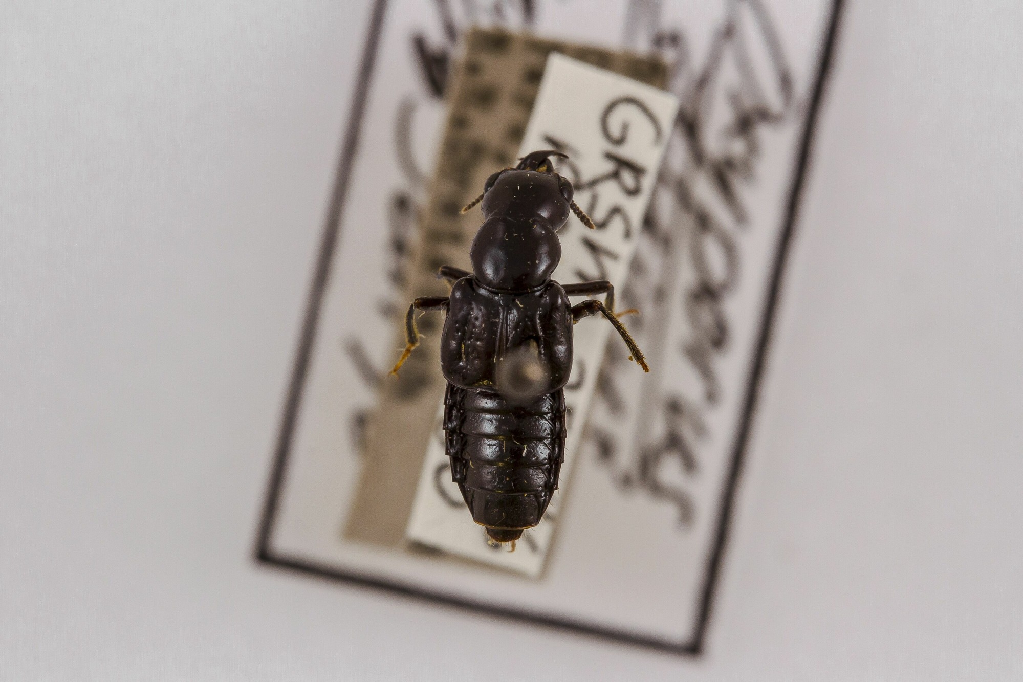 Image of Oxyporus stygicus, a species of Animalia