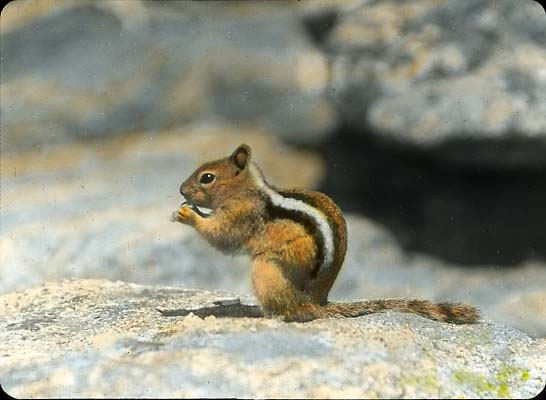 Golden-mantled ground squirrel eating seed