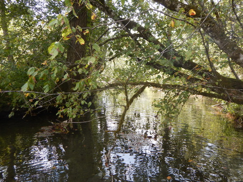 GRSM Accuracy Assessment. Plot Code: GRSM_AA_0408_5