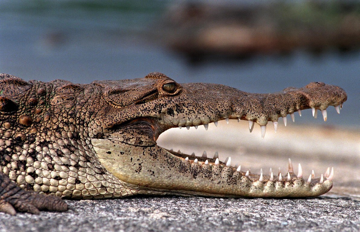 A profile photo of a crocodile with its mouth open showing its many sharp teeth.