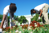 YCC members weed a flowerbed outside on a summer day.