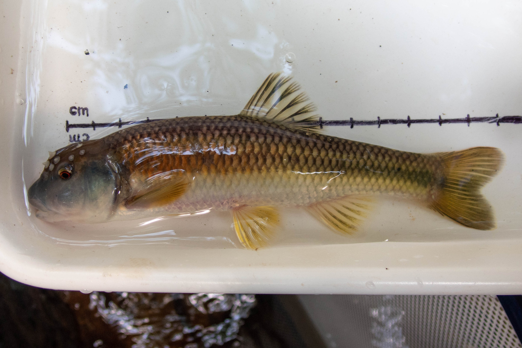 Nocomis leptocephalus (bluehead chub) - full body, large adult, male