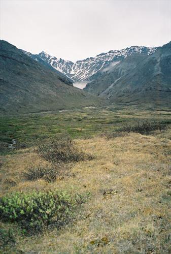 2 Gates of the Arctic National Park and Preserve Itkillik Birds June 2006