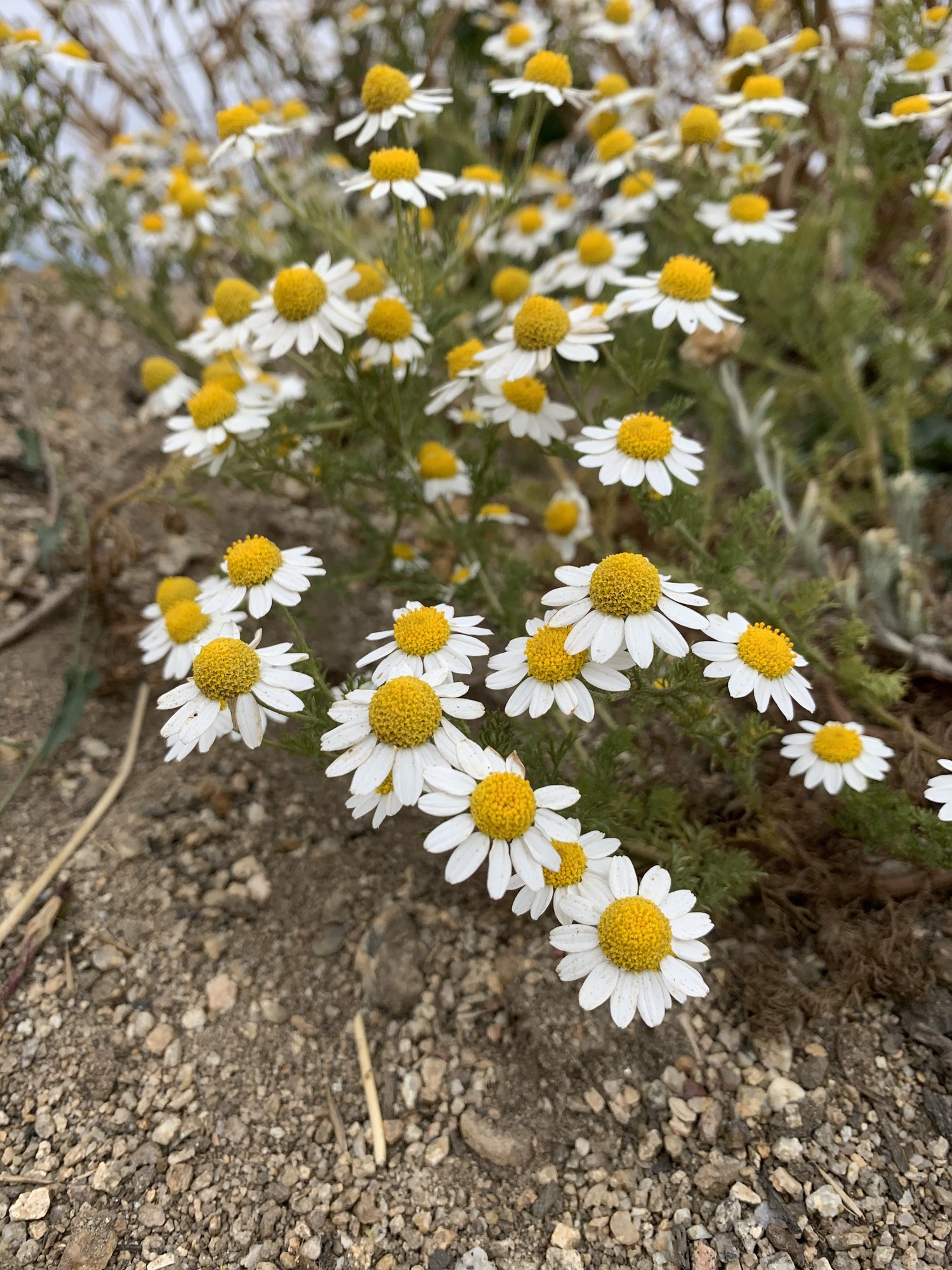 Dozens of daisy like flowers with white petals surrounding a plump and rounded golden center. All the petals are reaching downward, below the centers. The flowers are blooming above the plant which is littered with deeply divided green leaves.