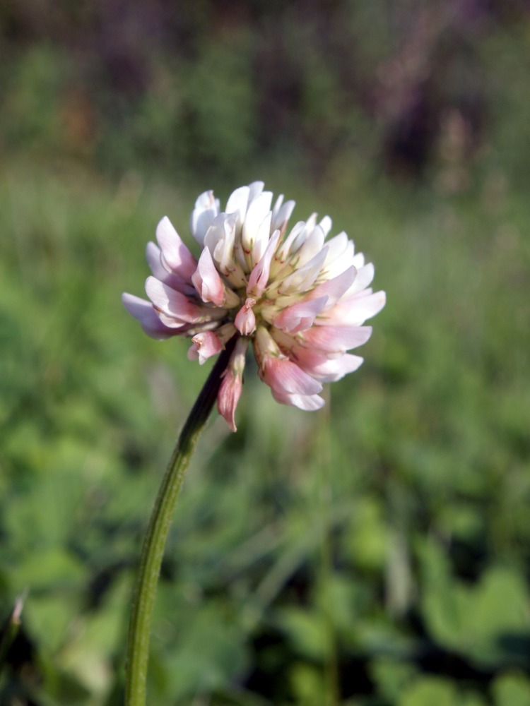 White Clover, Ladino Clover, Dutch Clover, Trifolium repens