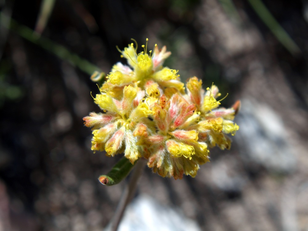 Meadow Dathcamas, Grassy Deathcamas, Zigadenus venenosus