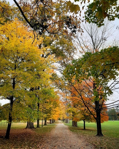 Original road into Springwood, lined with trees with autumnal colors.