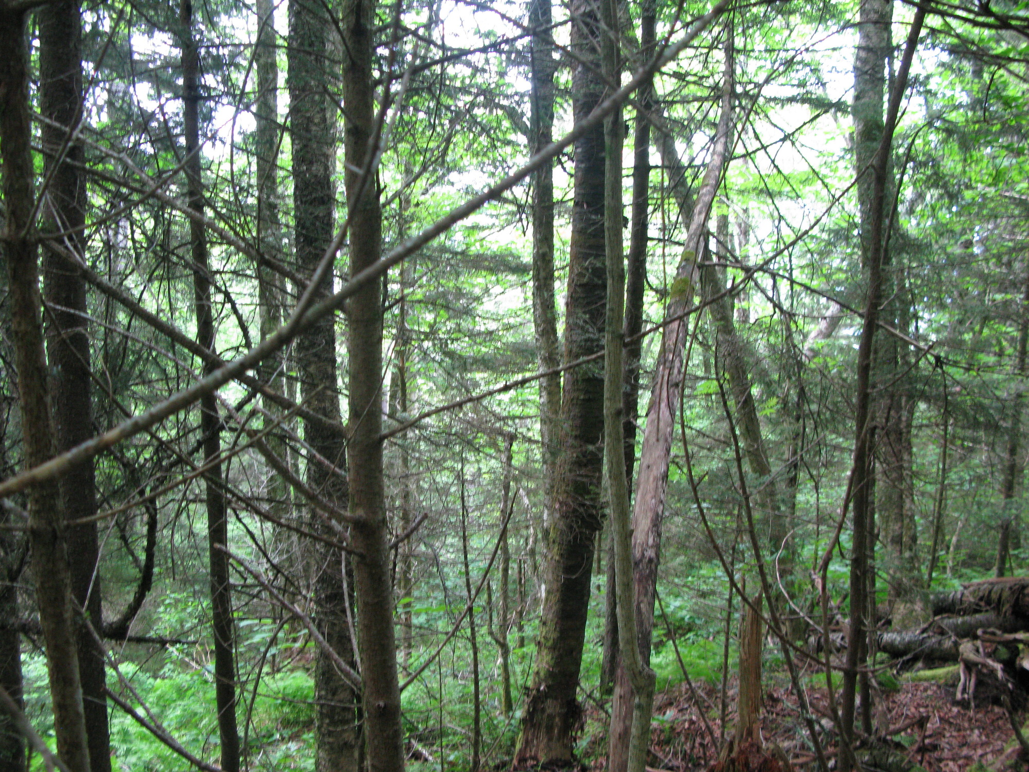 GRSM Accuracy Assessment. Plot Code: GRSM_AA_0107_3