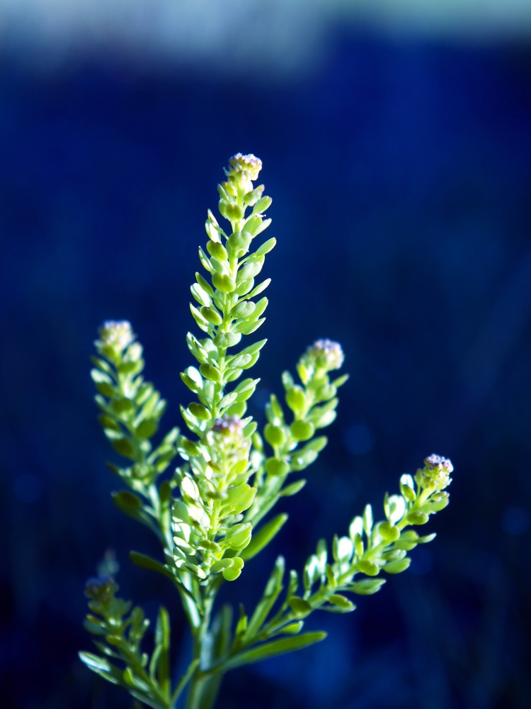 Common Pepperweed, Peppergrass, Lepidium densiflorum