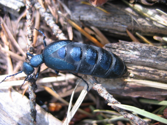 A blue-ish black beetle with large body and tiny head climbs over sticks.