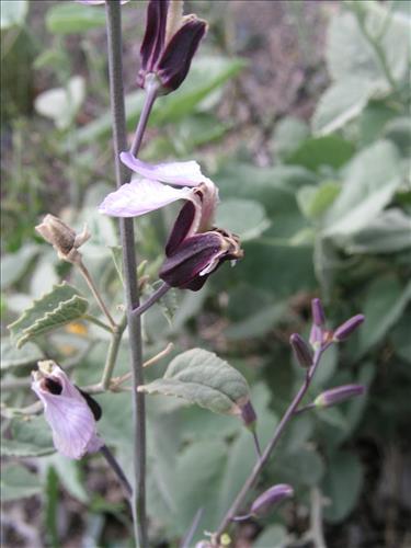 Streptanthus cutleri. Big Bend National Park, Tunnel. March 2007