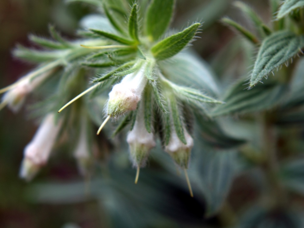 False Gromwell, Western Marbleseed, Onosmodium molle