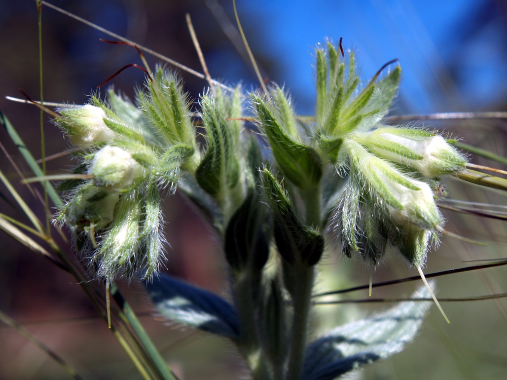 False Gromwell, Western Marbleseed, Onosmodium molle