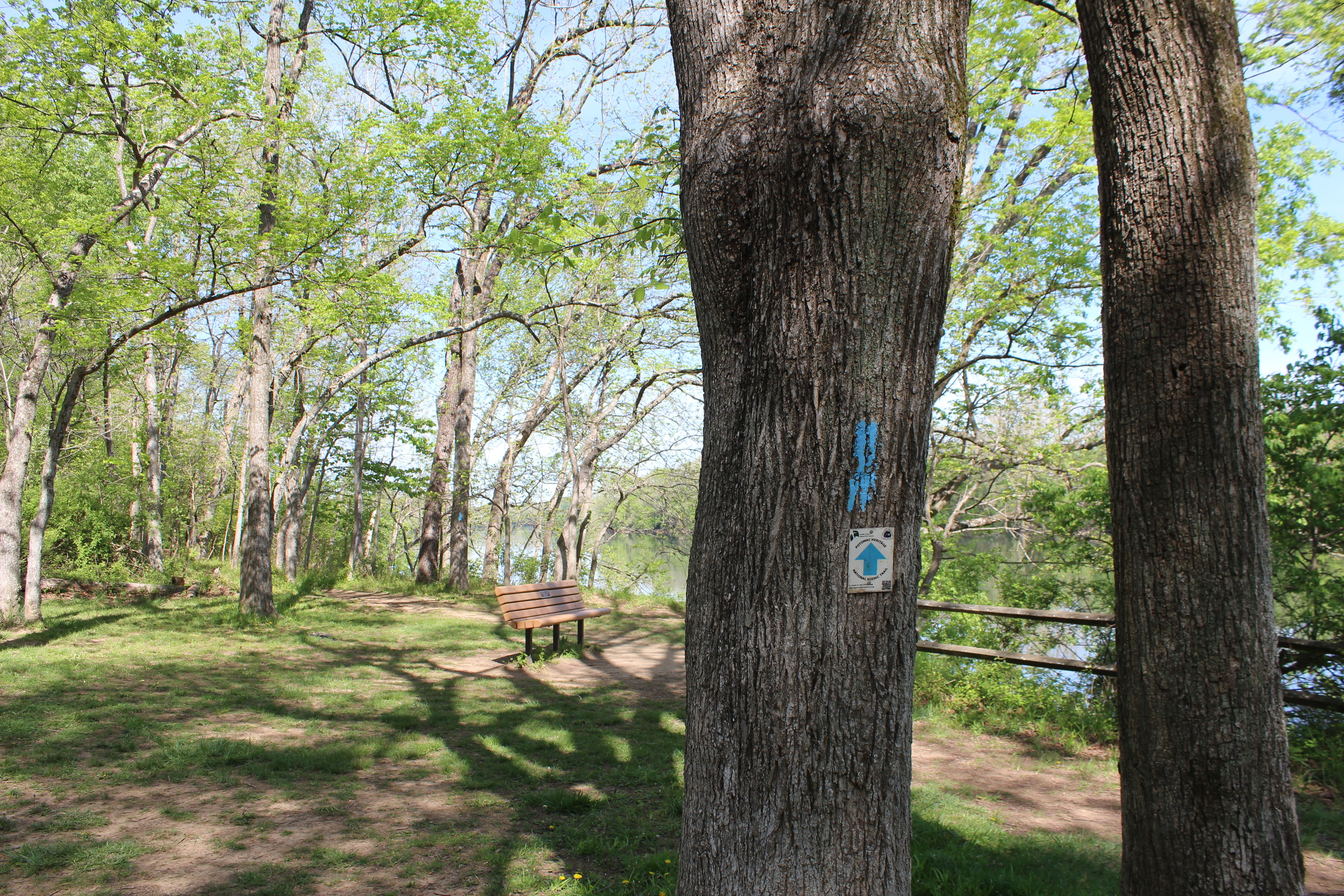 There is a bright blue blaze and trail marker on a tree.