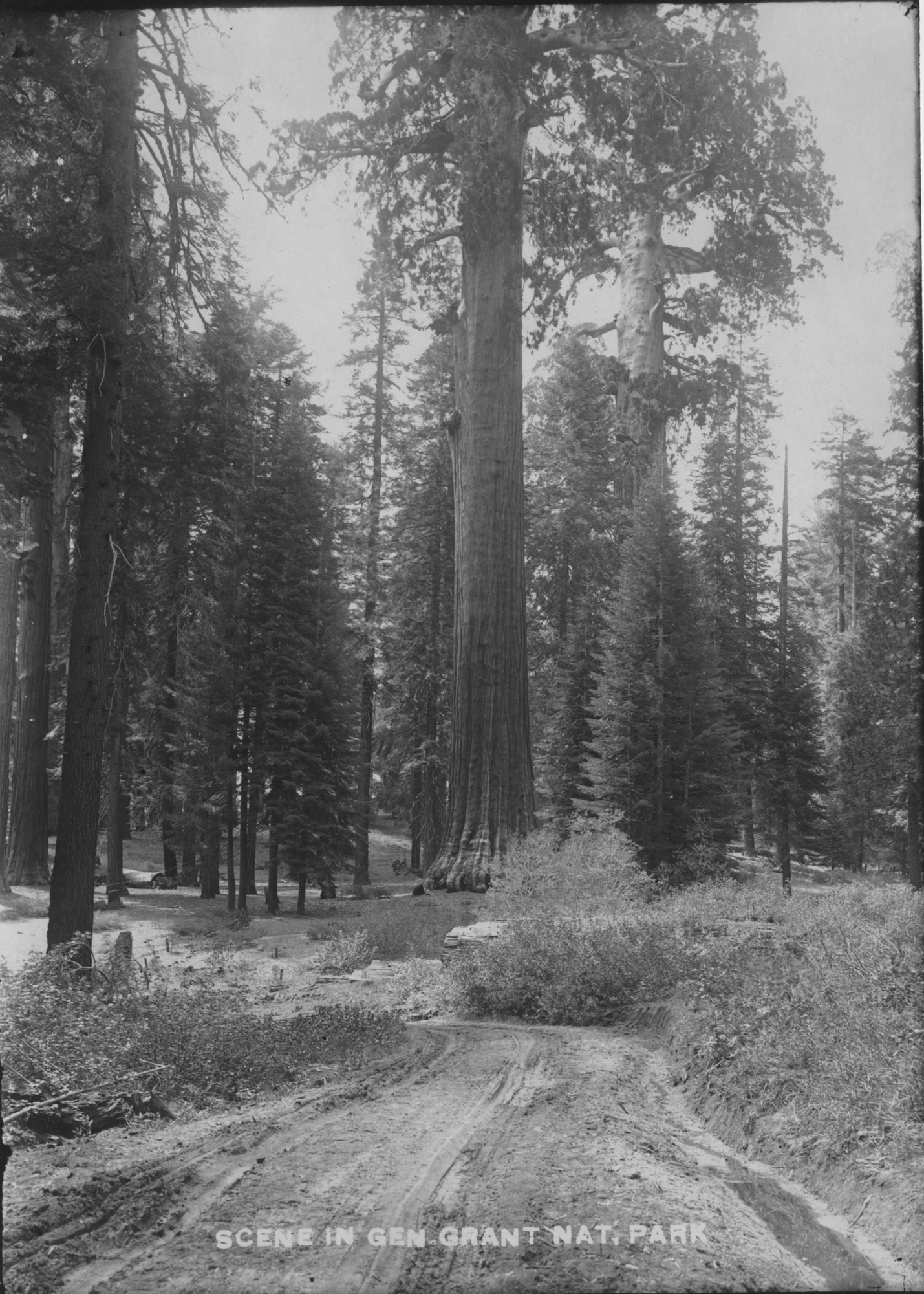 SEKI Roberts Collection Series: 3 Prints; 1 Small; 13 Sequoias