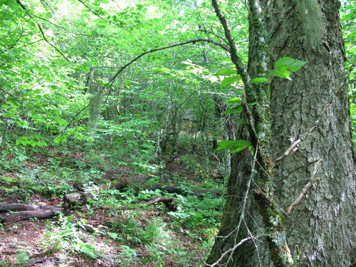 GRSM Accuracy Assessment. Plot Code: GRSM_AA_0120_2